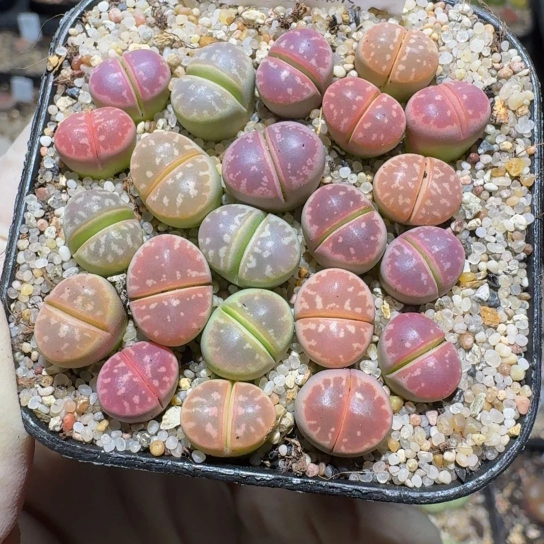 Zzzz精品生石花281