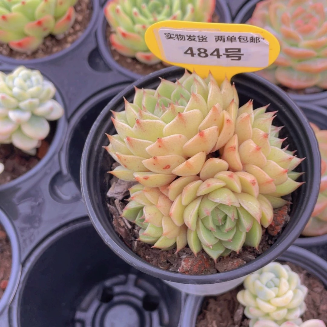 484号 老桩苯巴多头群