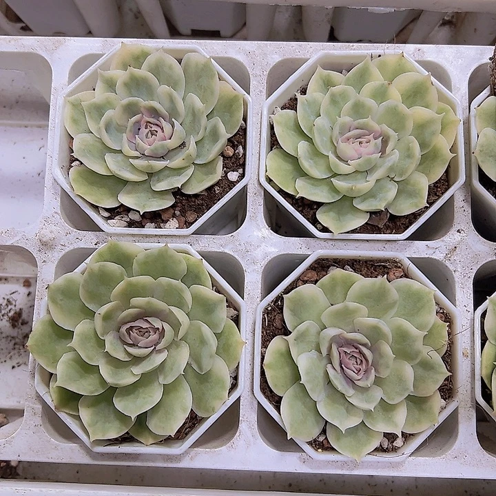 昂斯诺锦19包邮多肉植物