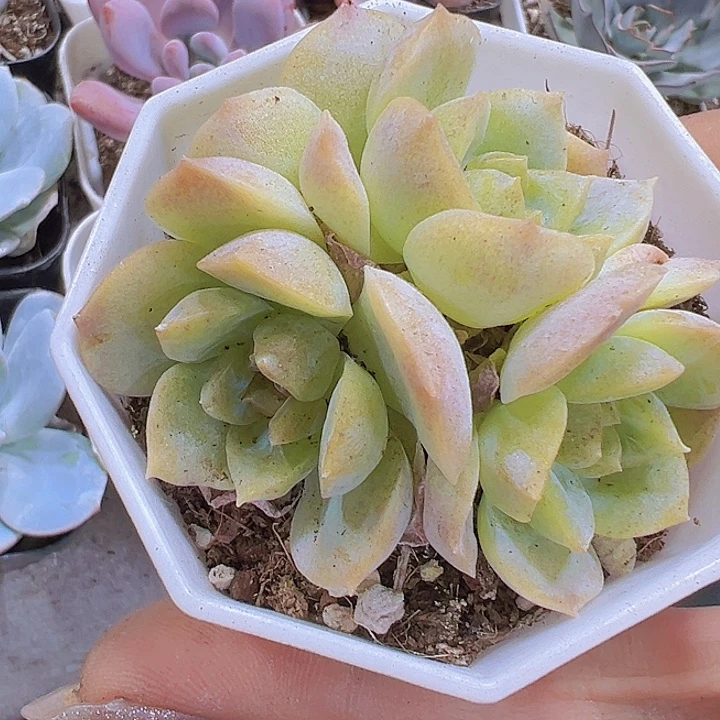 梦幻泡影群19包邮多肉