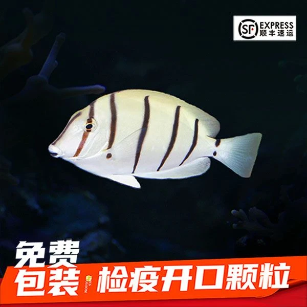 马代斑马吊海水鱼 检疫开口颗粒
