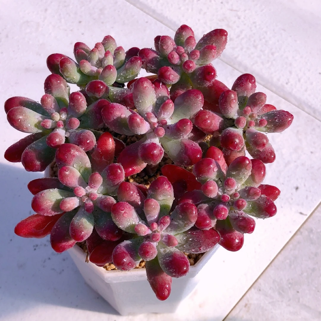 原始乙女心手捧八颗送八角盆土多肉植物