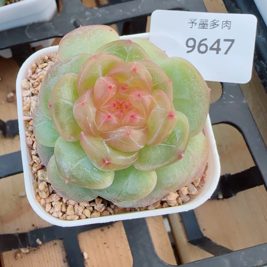 孤品珍妮，9647多肉植物