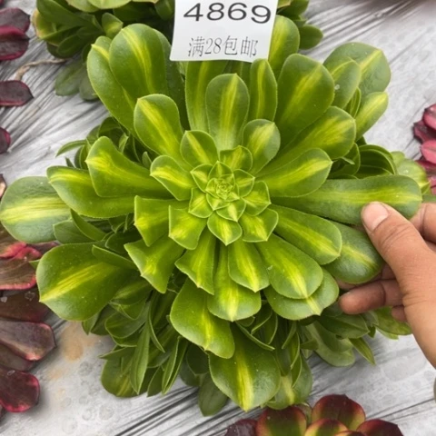 琉璃多肉多肉4869