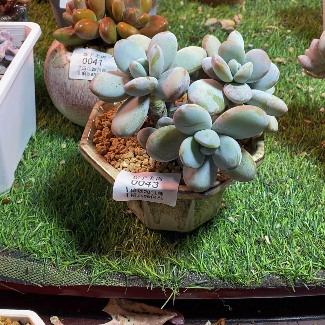 ?****?0043啊啊啊啊啊啊