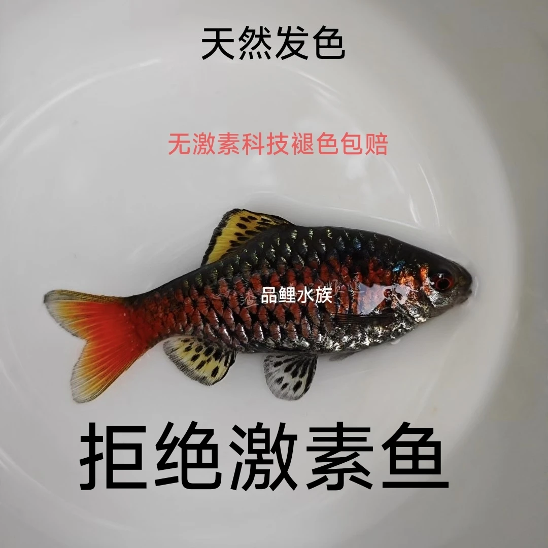 钻石彩虹鲫冷水耐寒耐养热带鱼原生鱼小型活体群游观赏鱼进口鲤科