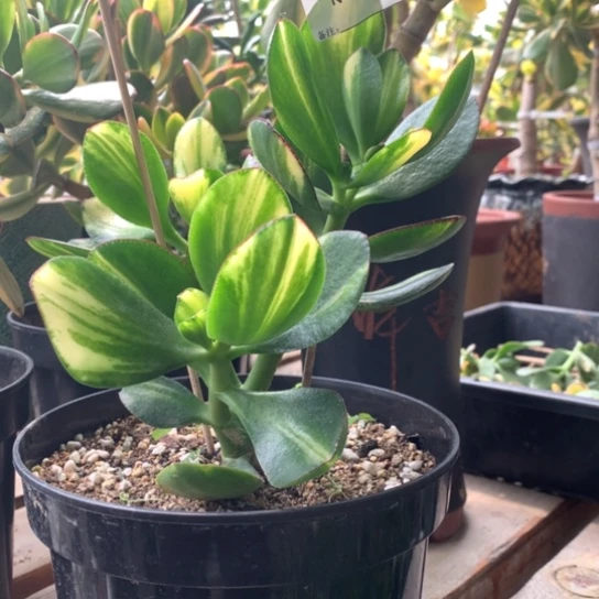 用****1030财神脱土发货