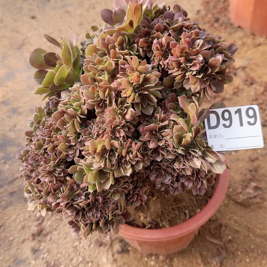 919玫瑰朵朵一颗呀呀