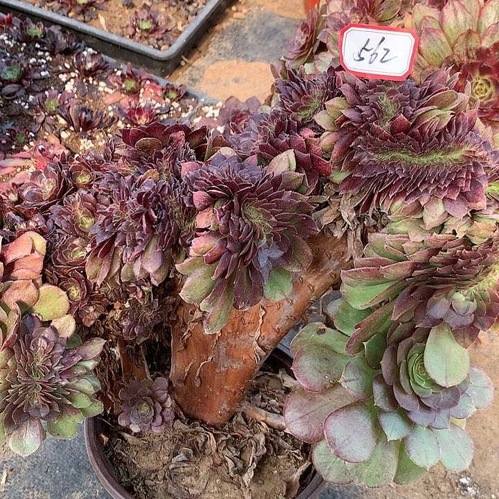 万缀有瑕疵多肉植物562