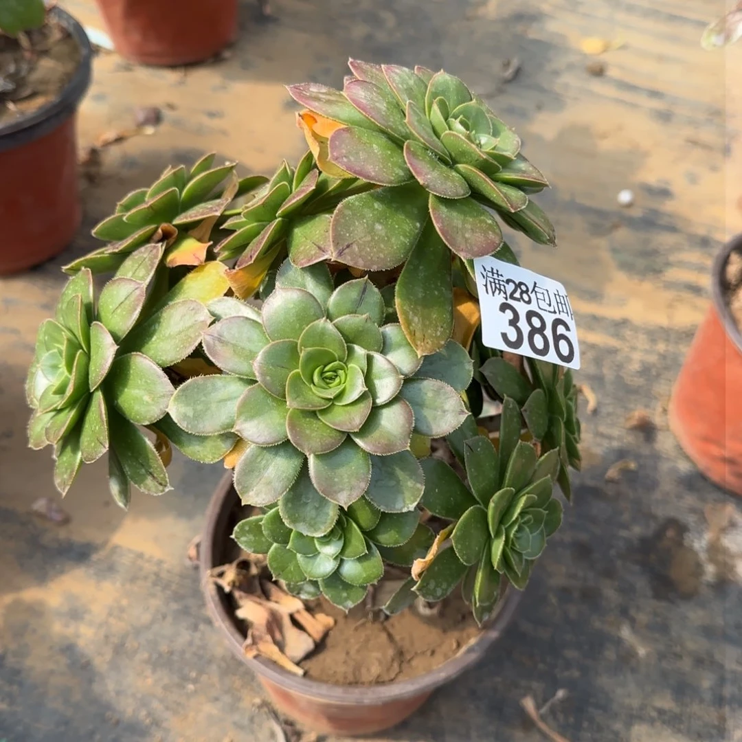 绿豆多肉386满28包邮断枝不包