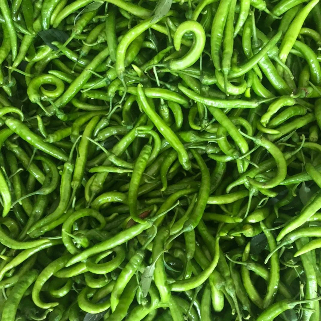 （佳佳）农家现摘新鲜青辣椒皮薄肉厚香辣