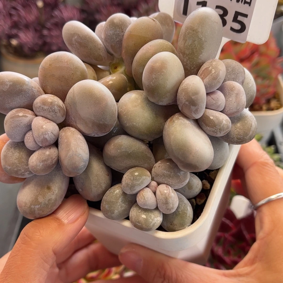 1135 天冷必拍保温箱