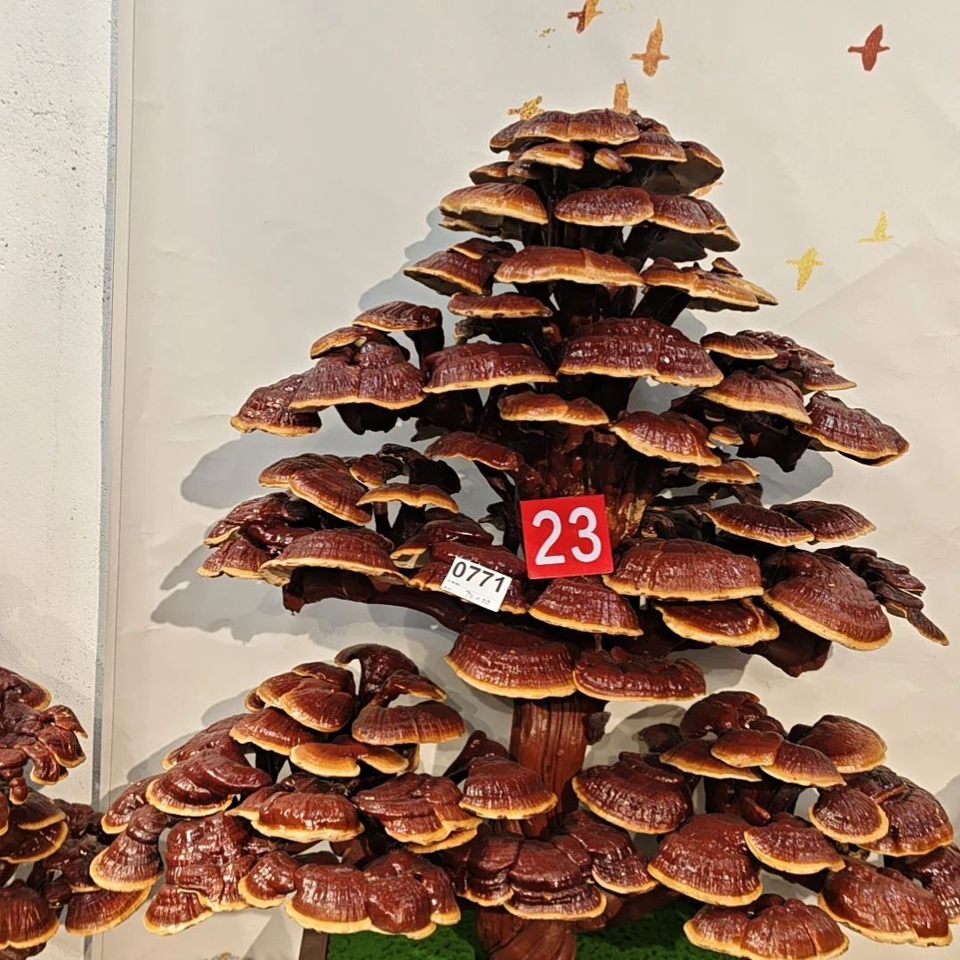 赤灵芝灵芝盆景灵芝花