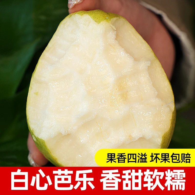 【邮政精选】白心软芭乐 软糯香甜番石榴3斤当季新鲜水果坏果包赔