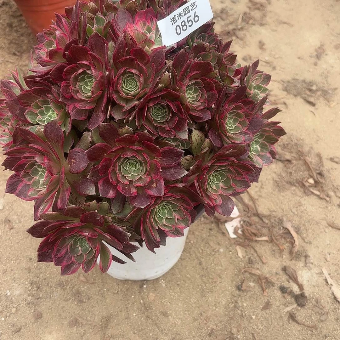 万花筒多肉植物856