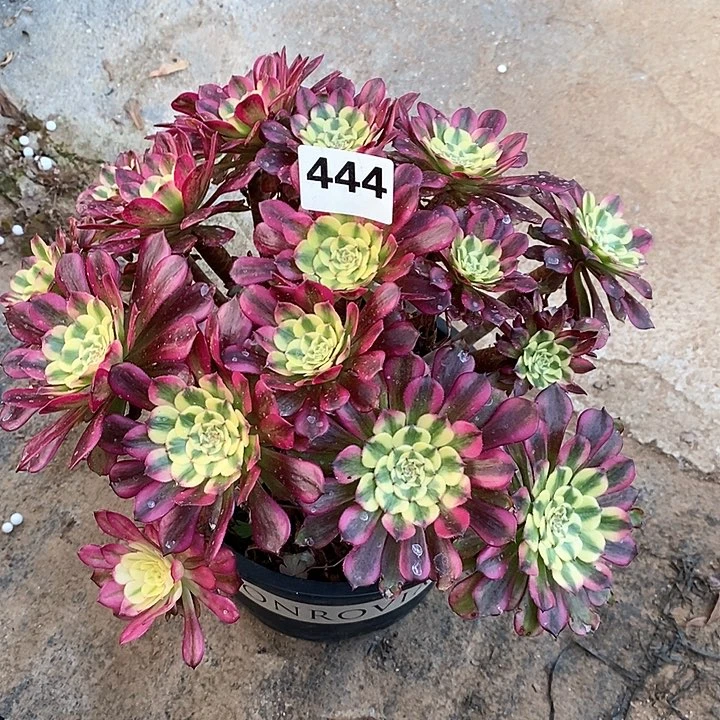 法师植物一物一拍，