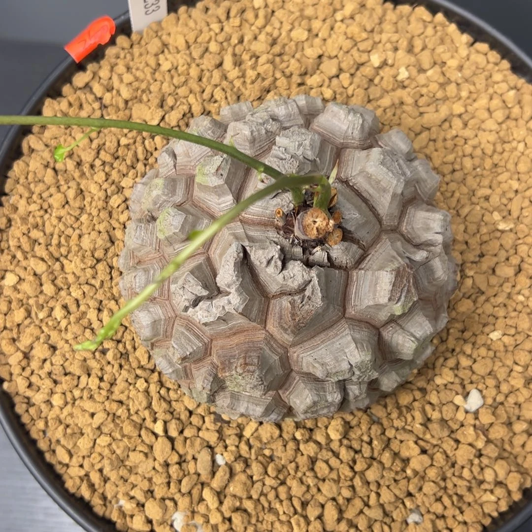 精品盆栽养定的龟甲龙1233号