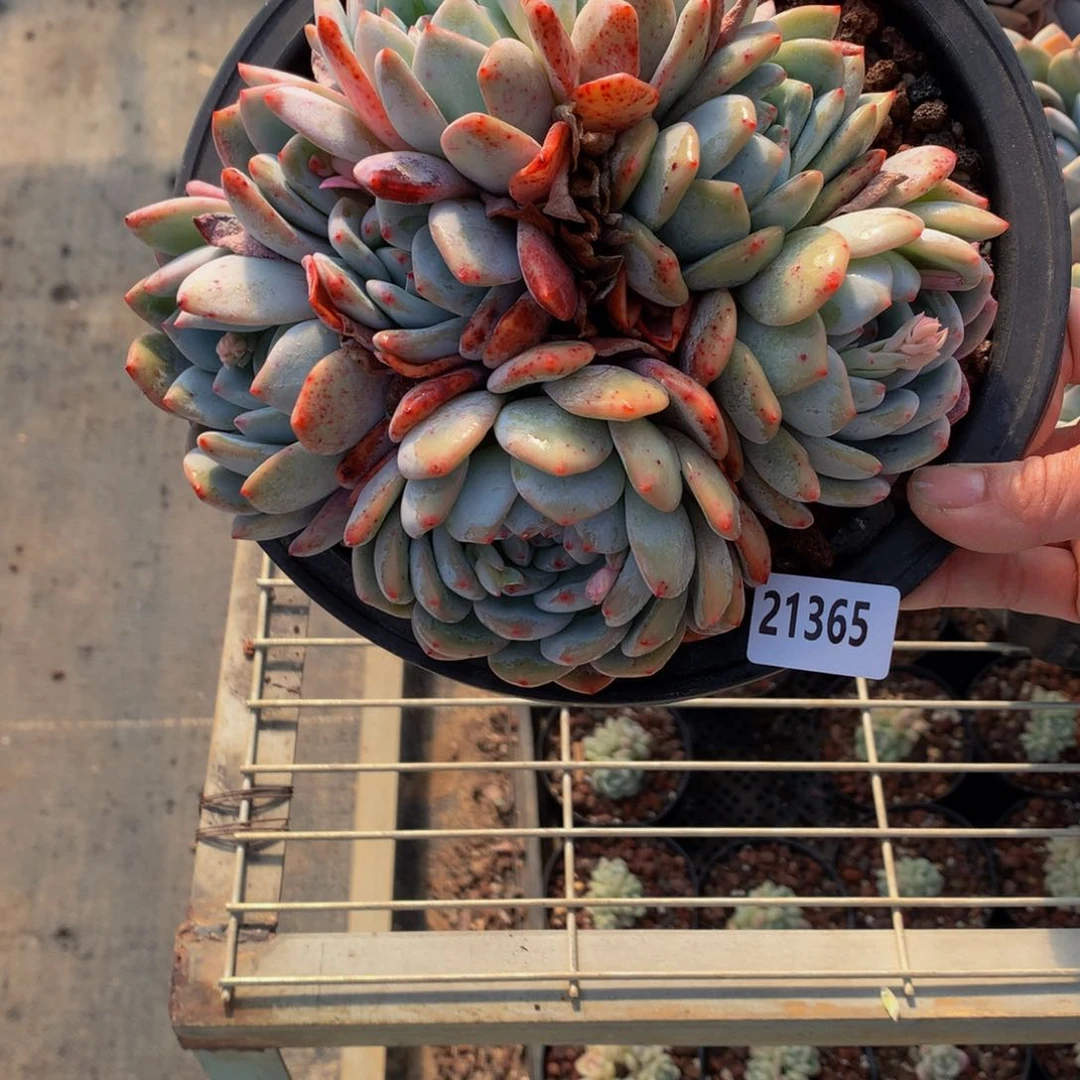 21365多头嗯嗯嗯嗯