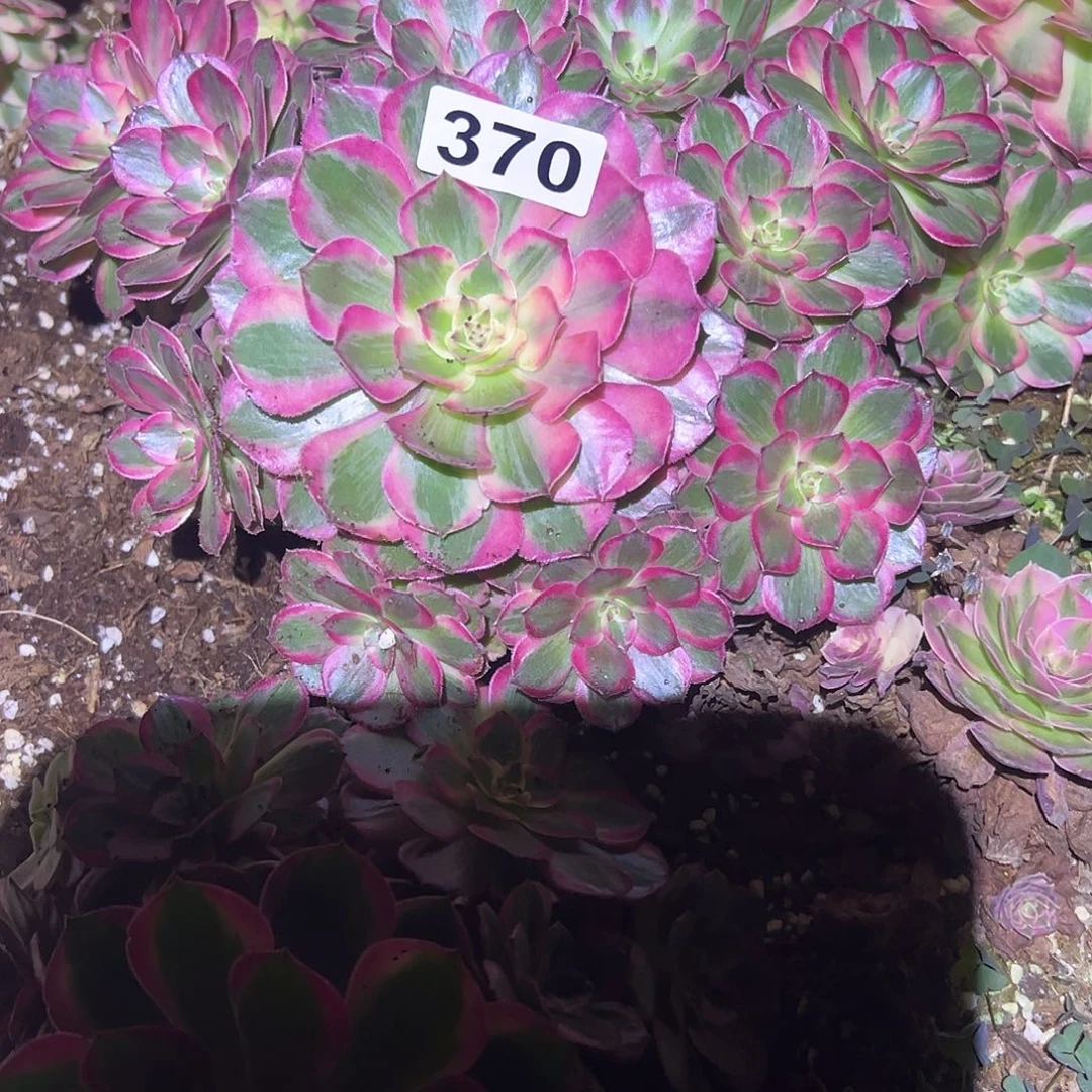 四***景精品多肉植物370赤子心