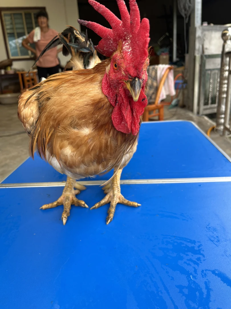 农户散养跑山鸡大公鸡溜达鸡二年老公鸡土鸡活鸡散养土鸡正宗