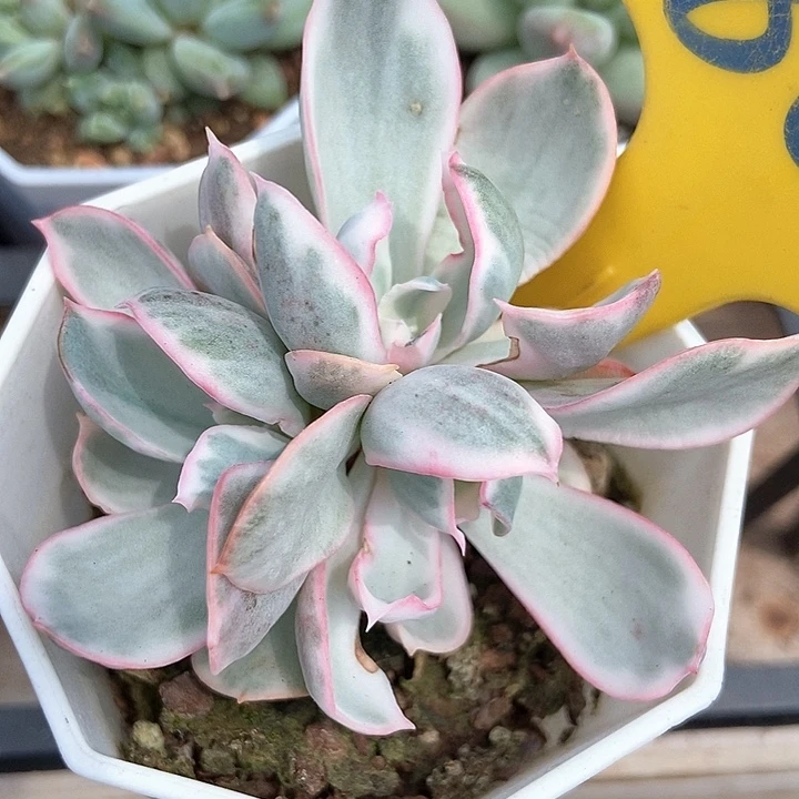 多肉植物伯克利锦864