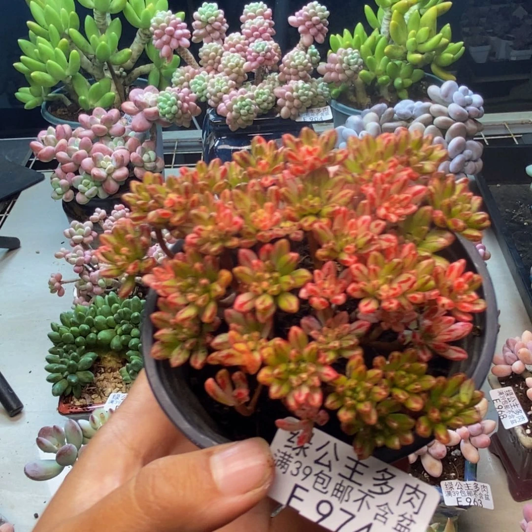 974小人祭锦多肉7c m