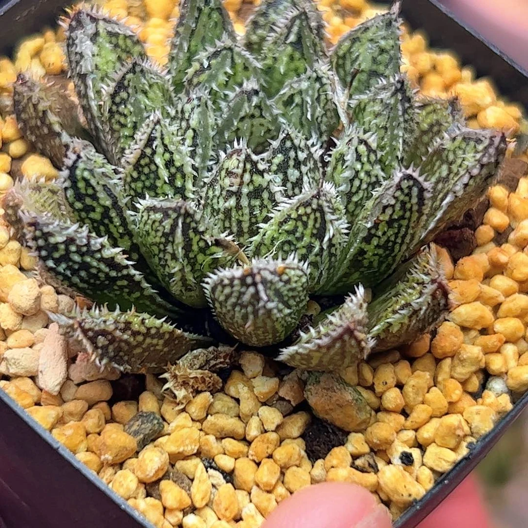 貔晰十二卷多肉植物满