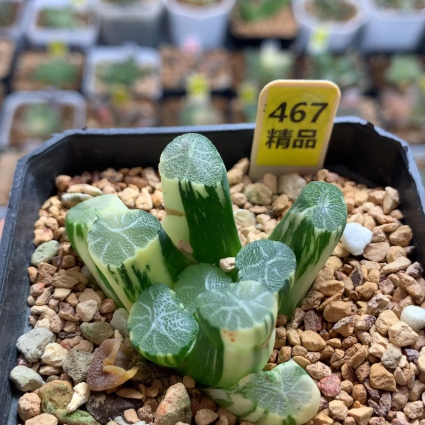 【闪购商品】467白妙