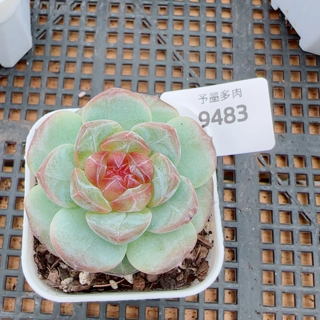 彩虹方糖，9483多肉植物