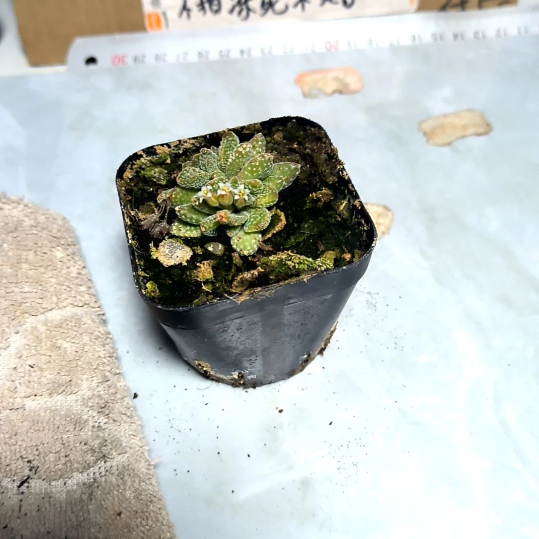 满6元包邮，#火星兔子