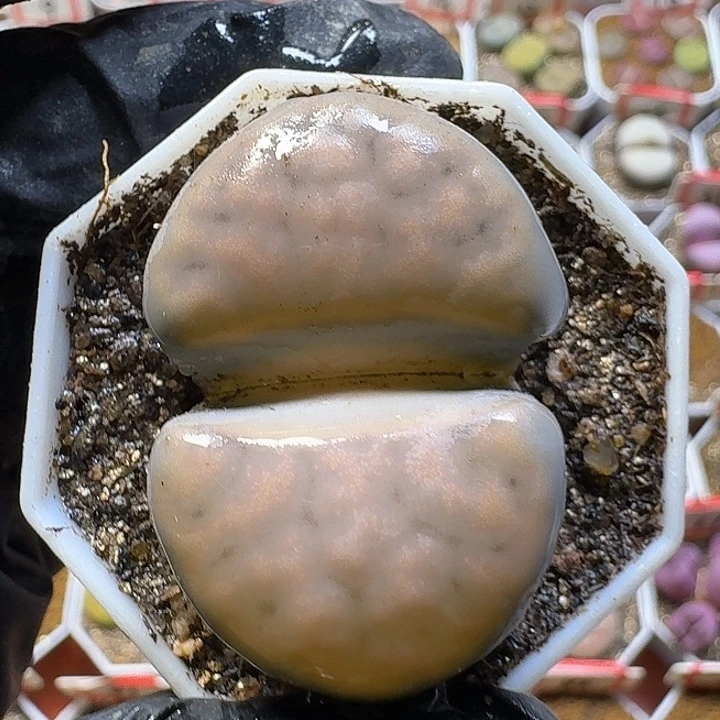 生石花33:：：。  30号