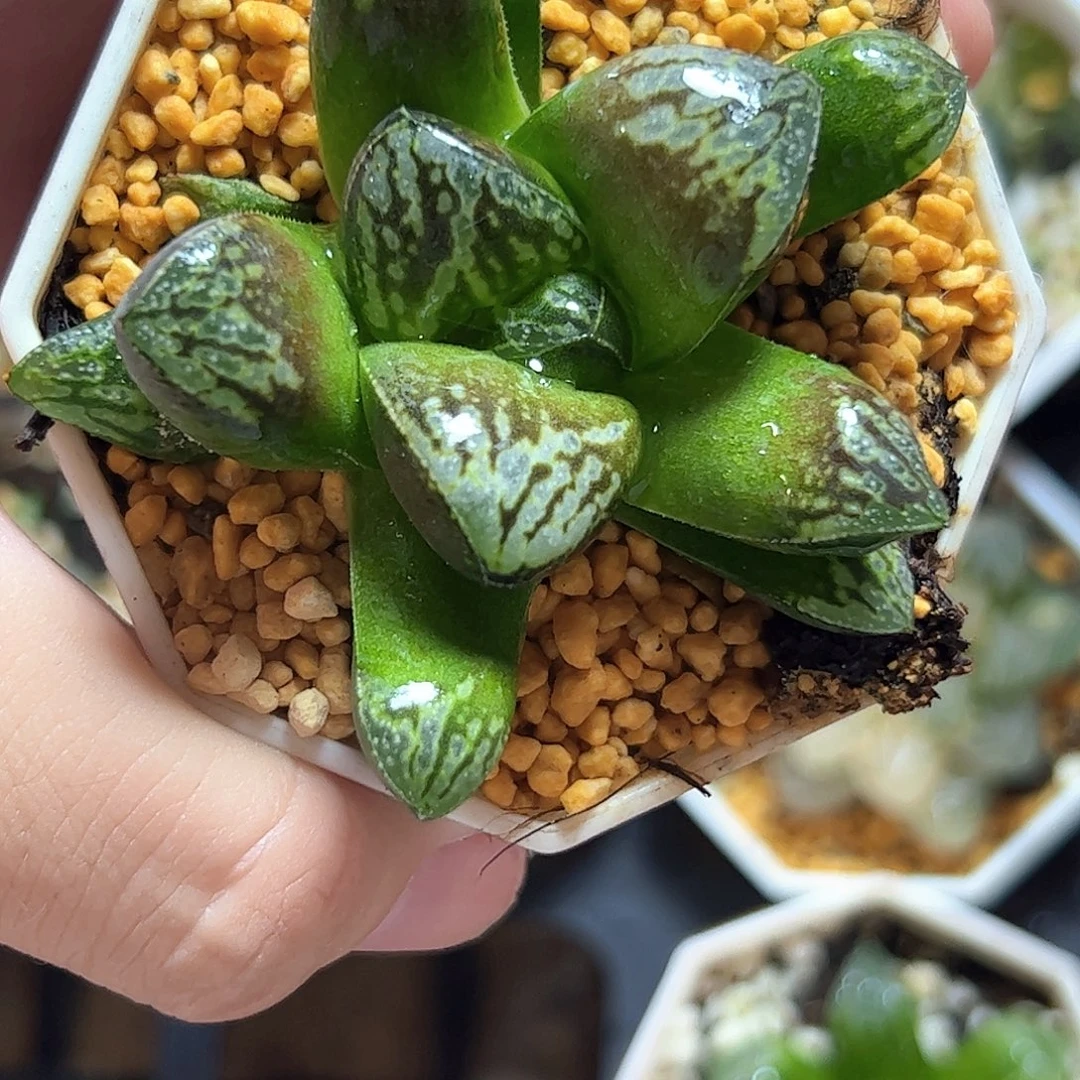 白虎实生特选十二卷多肉