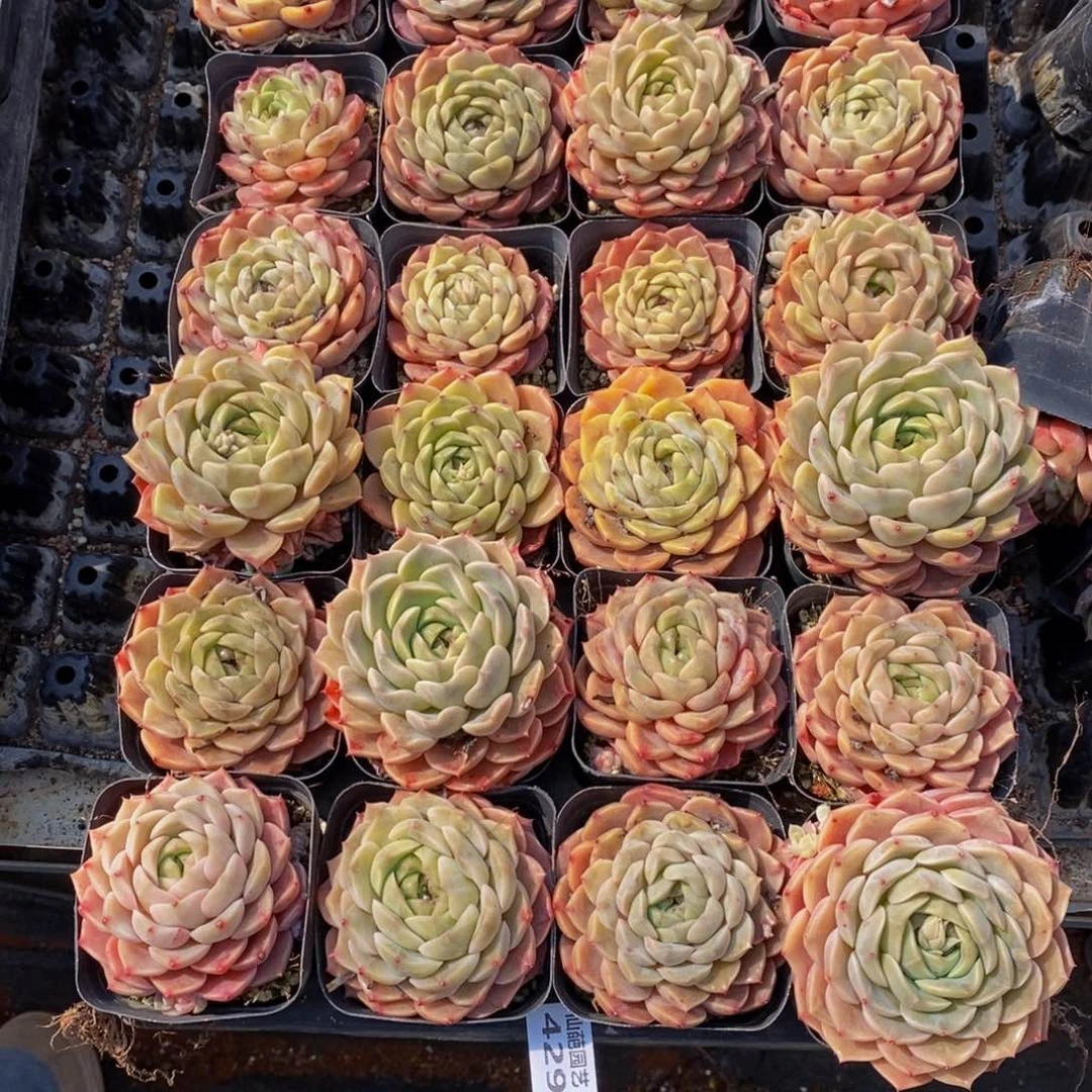 N*J429的我是一种幸福。