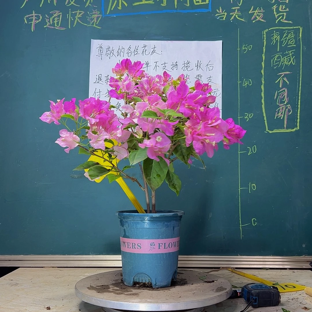 当前无花栽培后可以开花  广红樱 双杆  1339