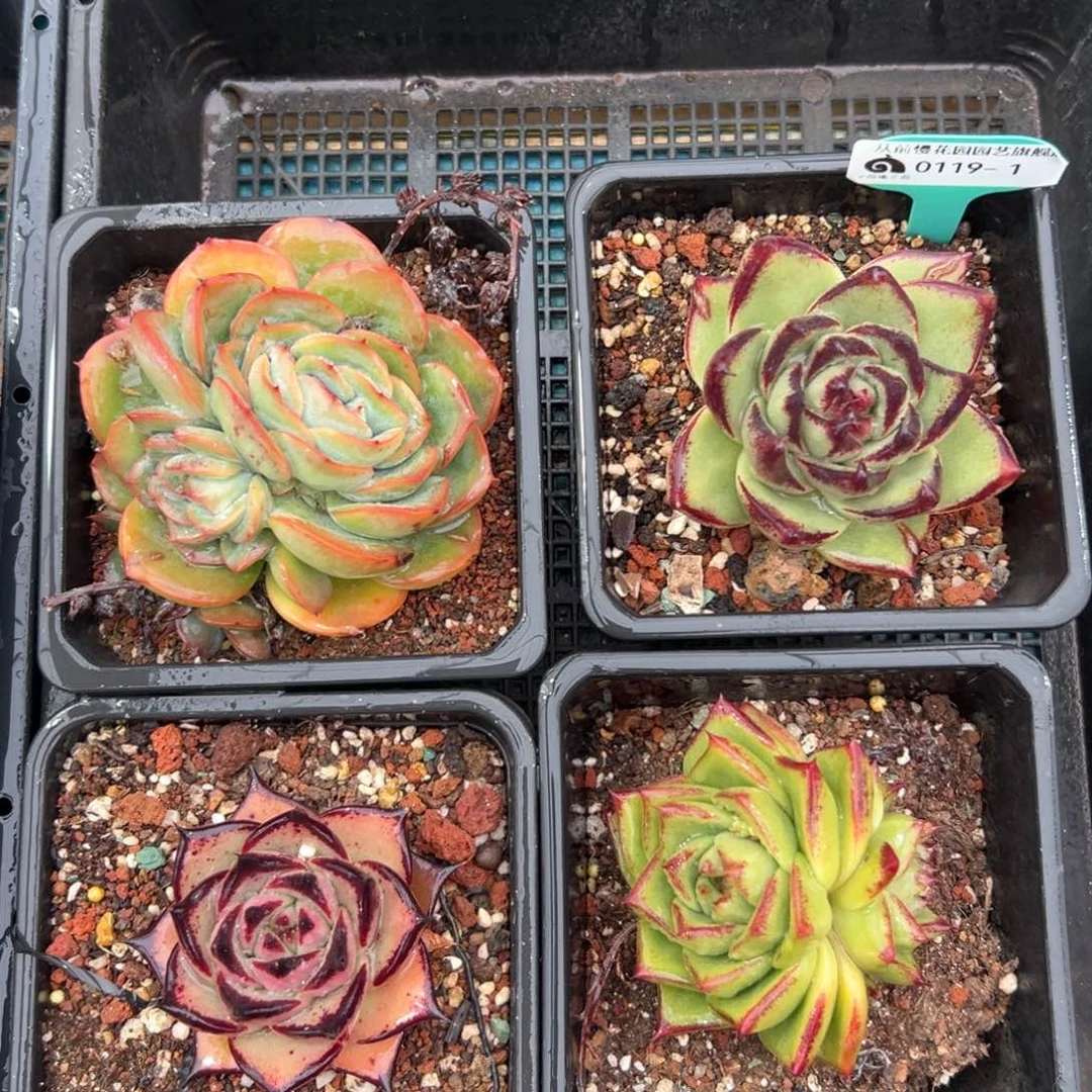 多肉一物一拍0119-1