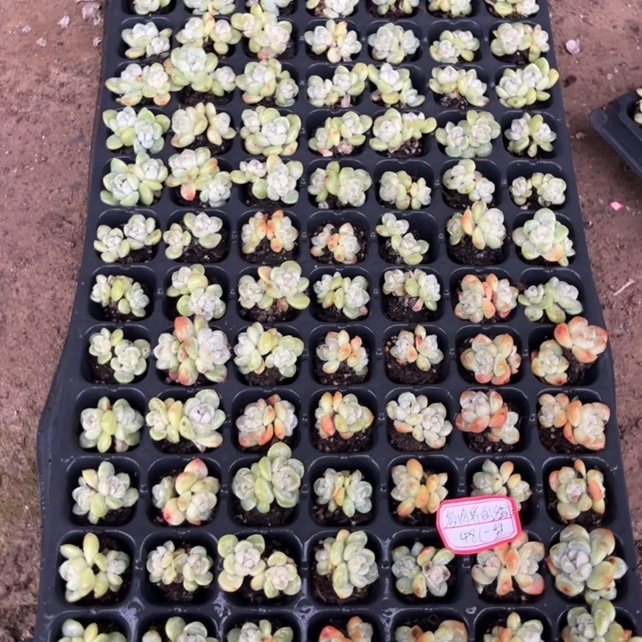 多***子冰玉穴盘冠幅保底2厘米105个