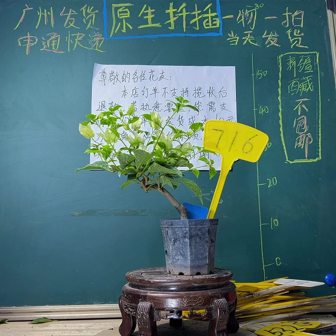 当前无花栽培后可以开花白雪公主 大宝716