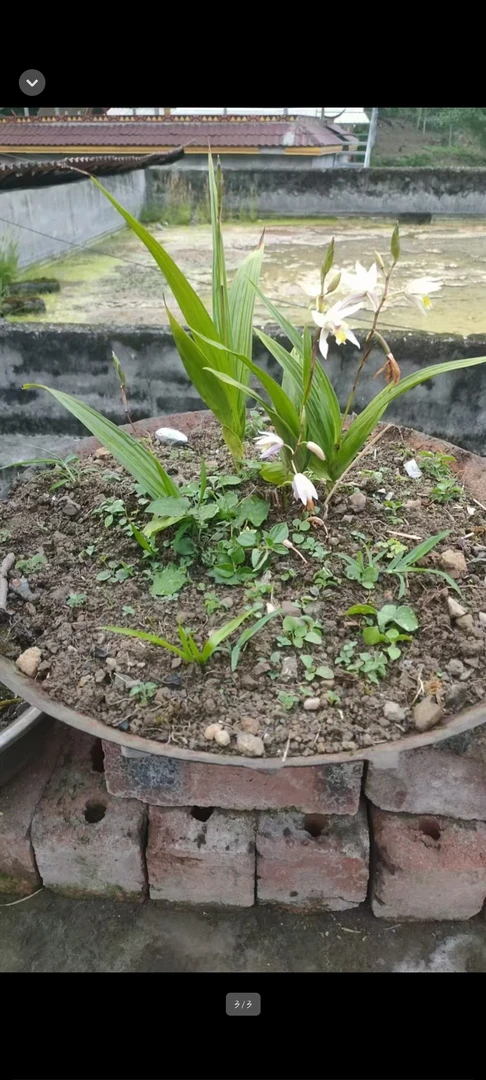 粉白色白芨花，高山上的高货