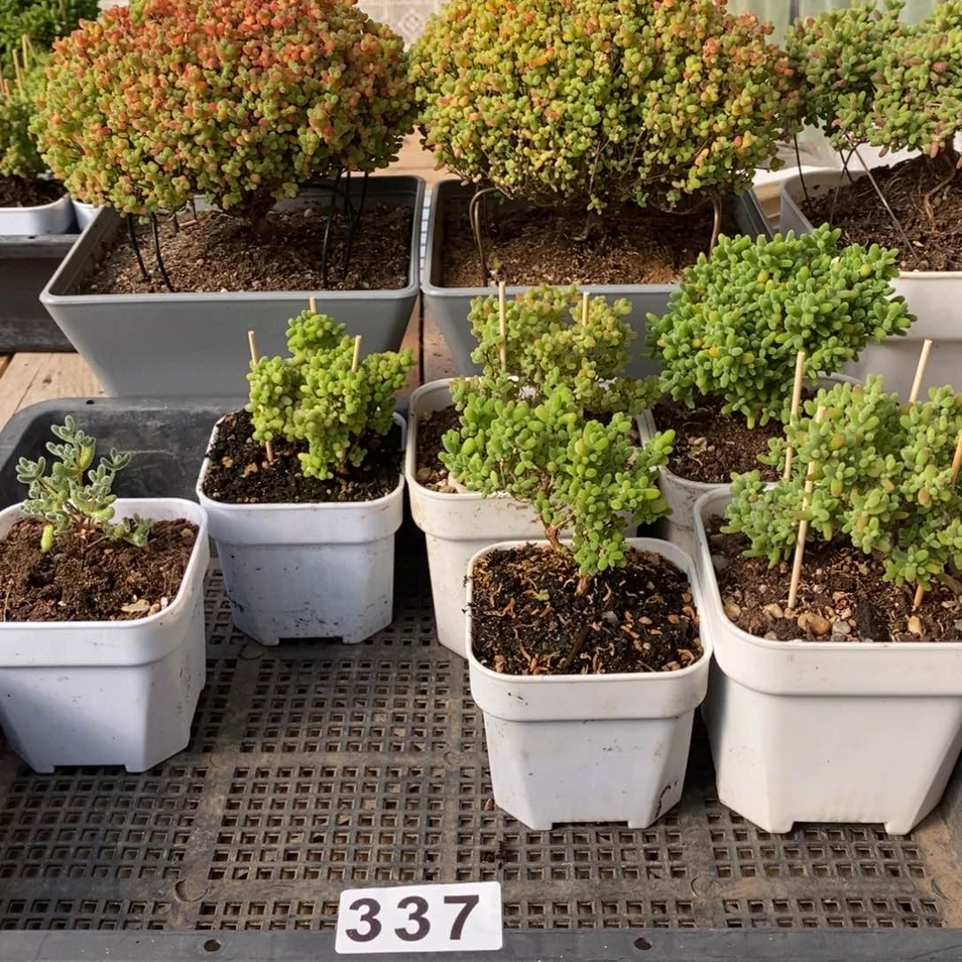 枝干番杏蜜桔糖球337