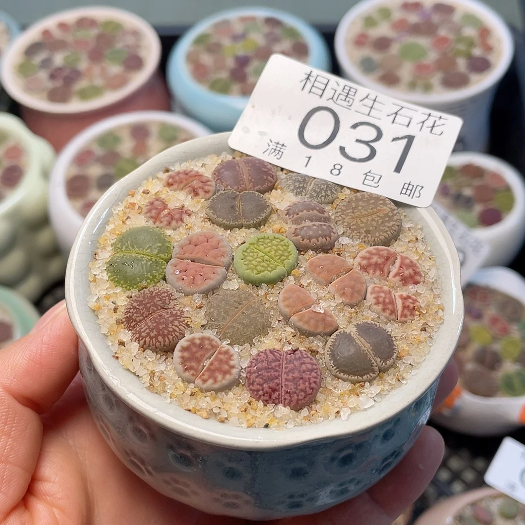 相遇开播福利031