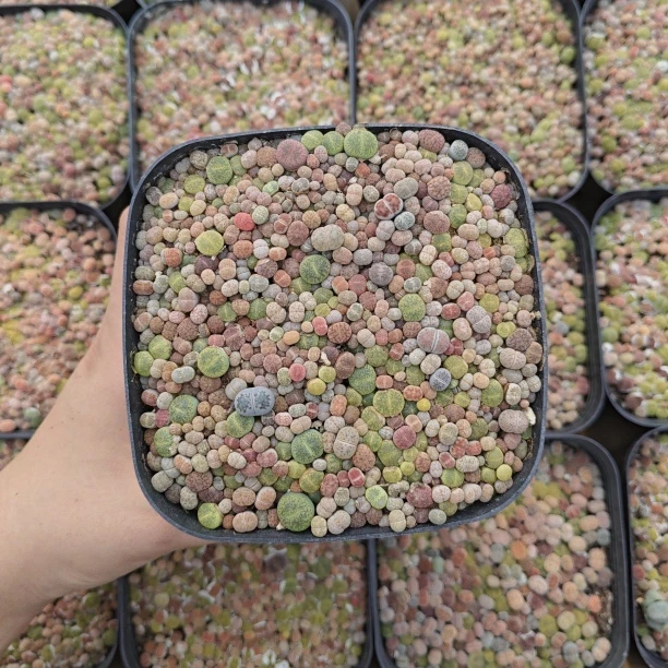 十方满天星生石花随机一盆带盆土多肉植物