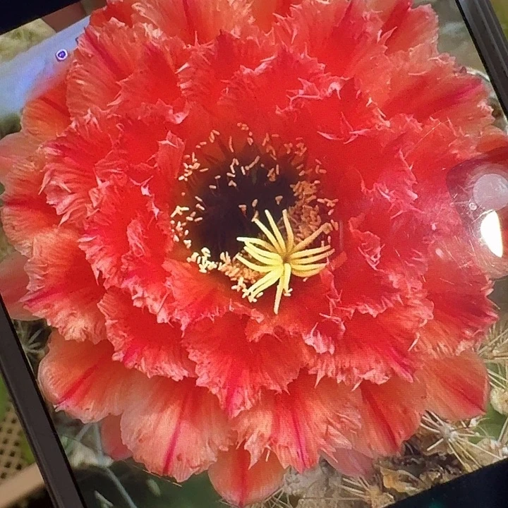 清一侧芽5公分左右毛花柱（20包邮）