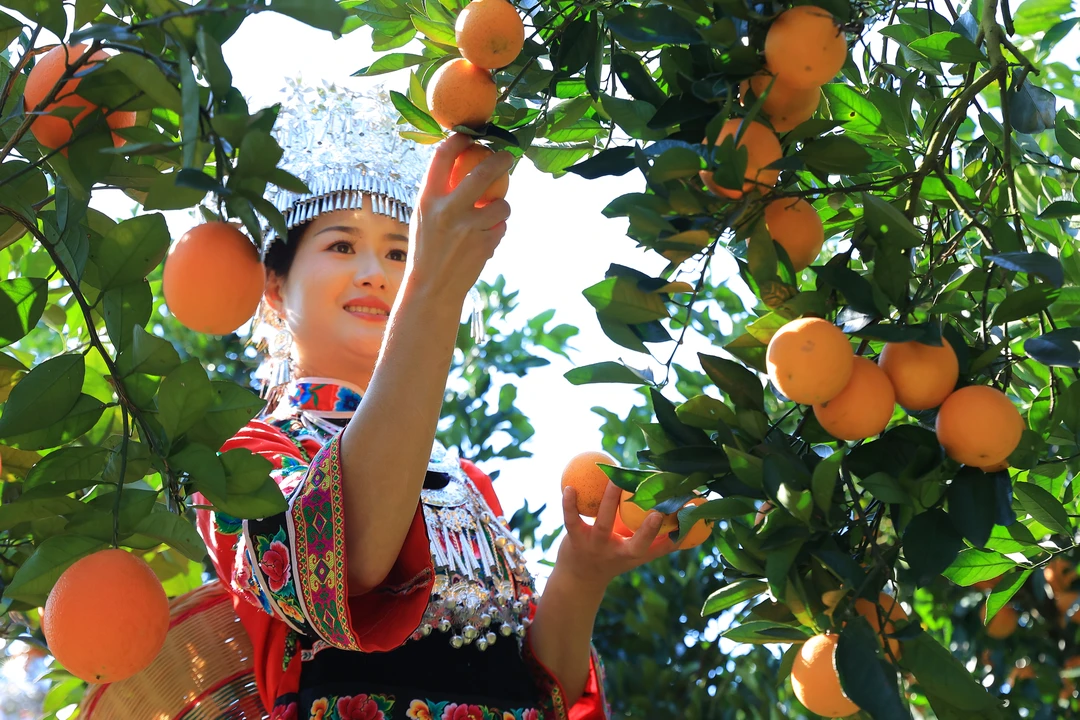 【麻阳精品锦蜜】锦蜜甜橙麻阳锦蜜冰糖橙当季水果橙子