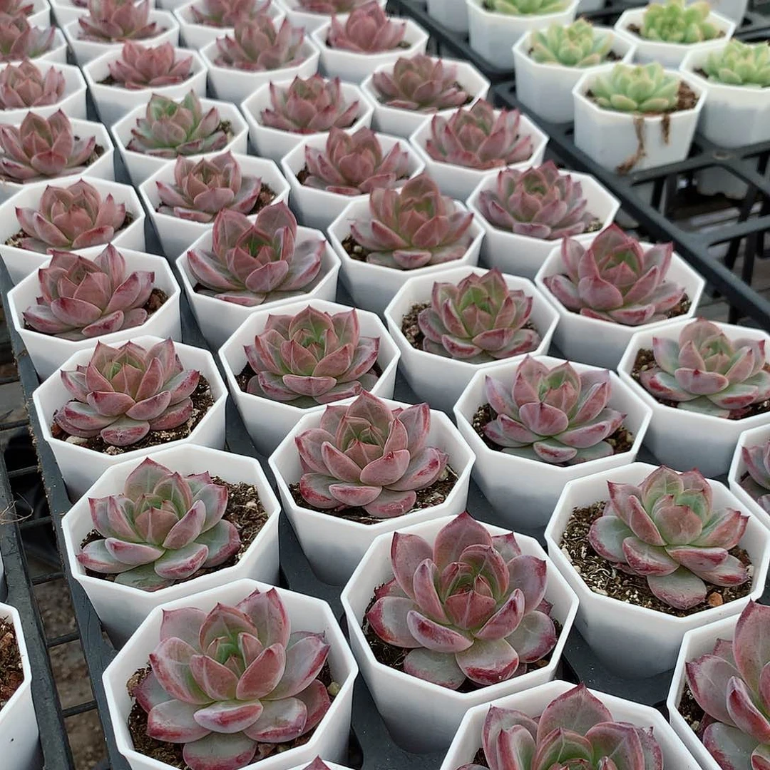 夜魔侠2盆588888888888888