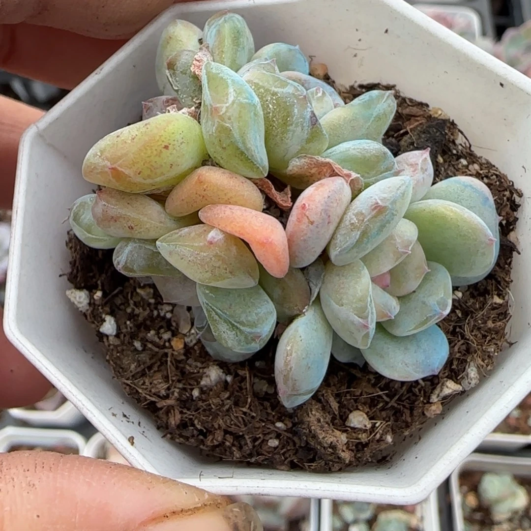 小卡拉米糖心一物一拍