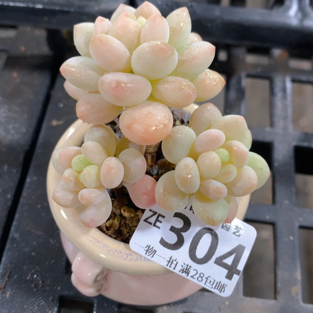 肉萌萌拇指盆精控多肉ZE304