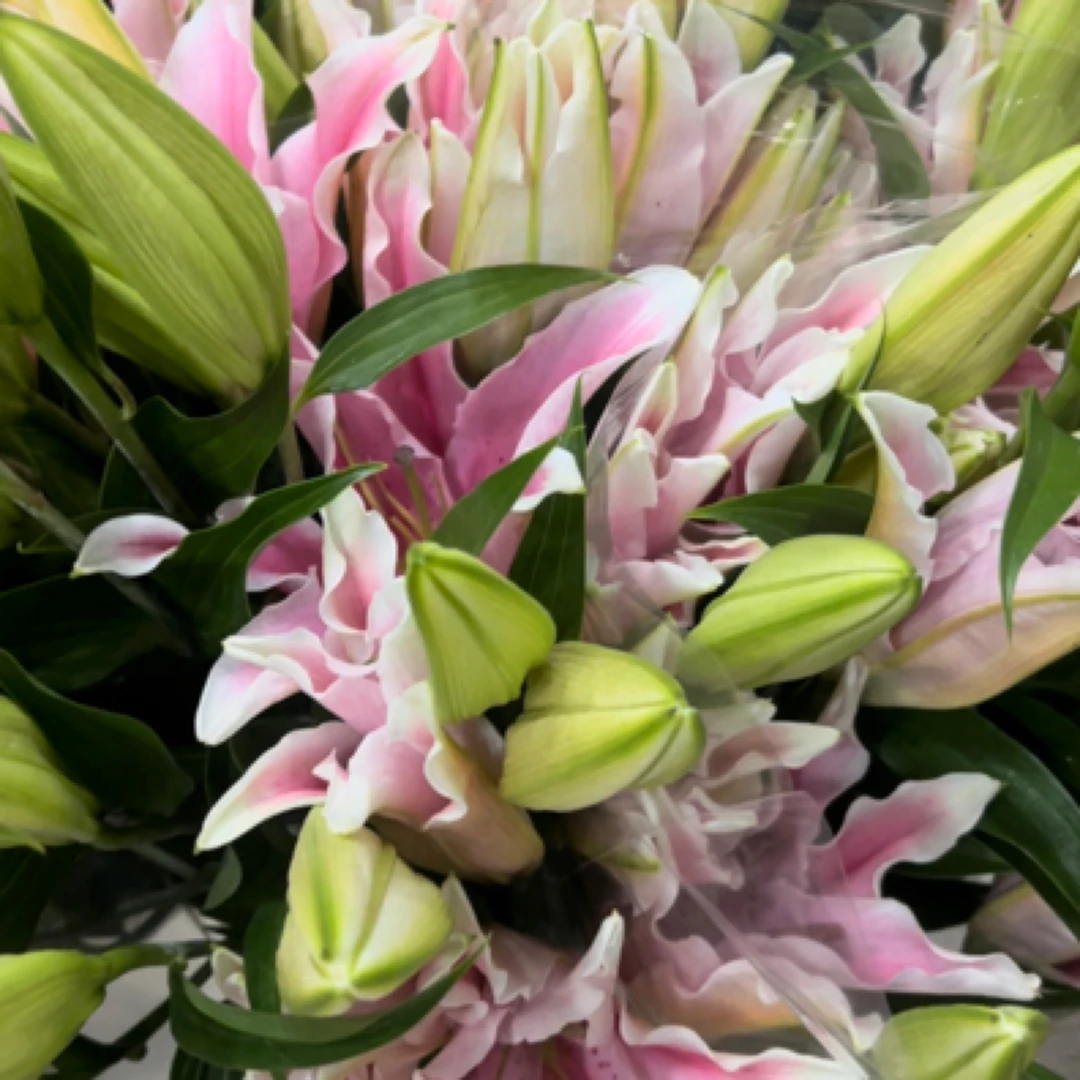 多头粉色单枝百合