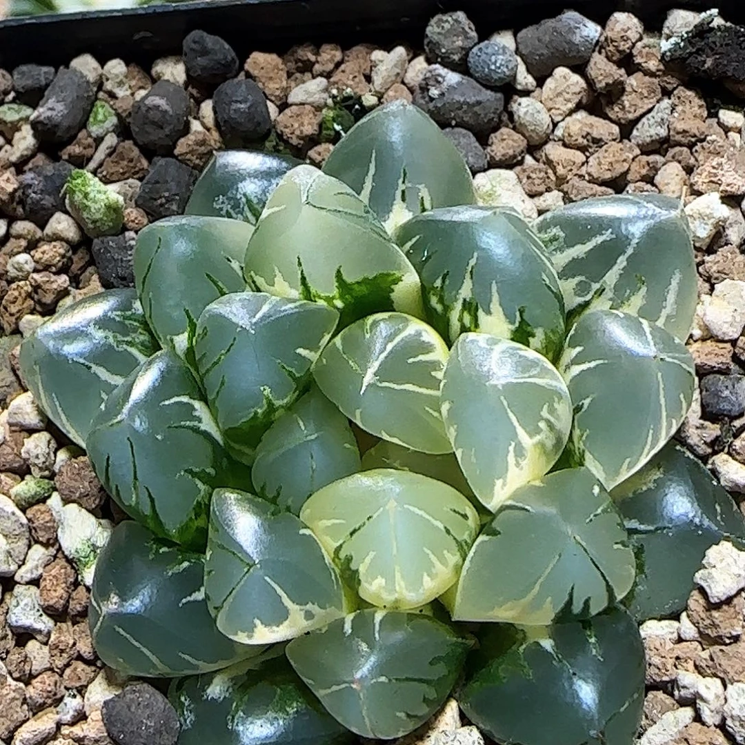 82号非组北极之光锦 5 厘米左右一物一拍带盆发货