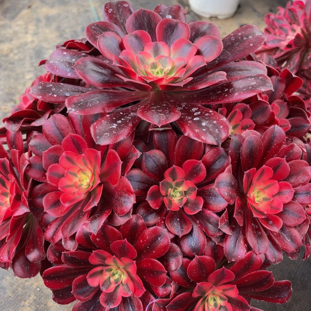 912美杜莎大捧花精品法师多肉