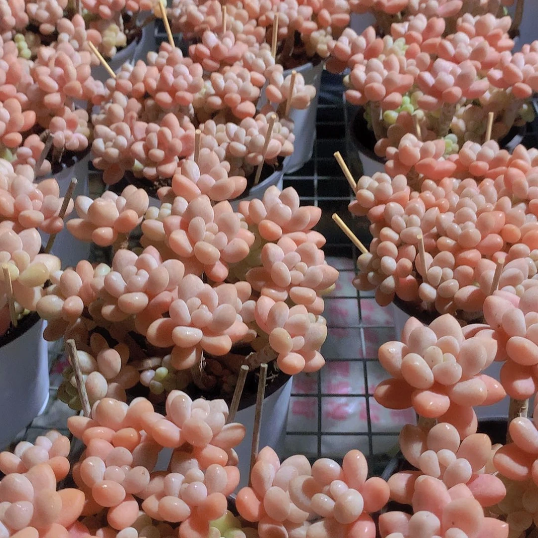 老庄鱼子酱2356778999